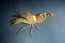 Image of intertidal coastal shrimp