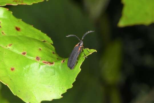 Image of Leptoceletes