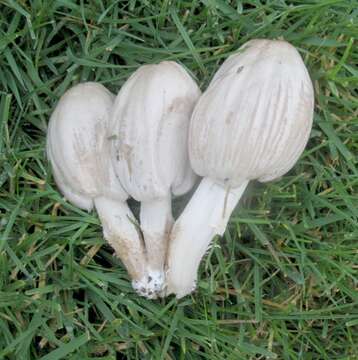 Coprinopsis atramentaria (Bull.) Redhead, Vilgalys & Moncalvo 2001 resmi