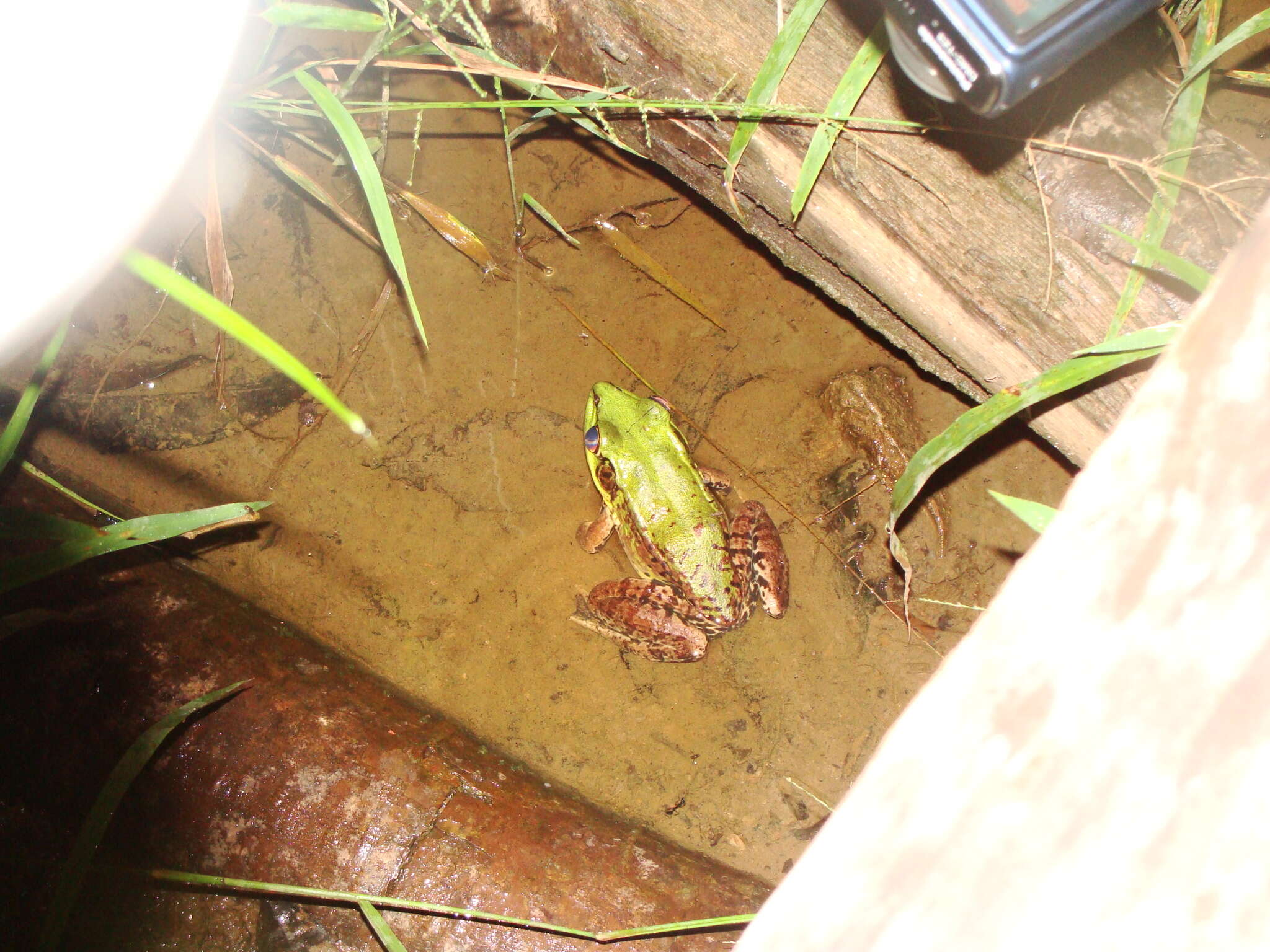 Image of Lithobates palmipes (Spix 1824)