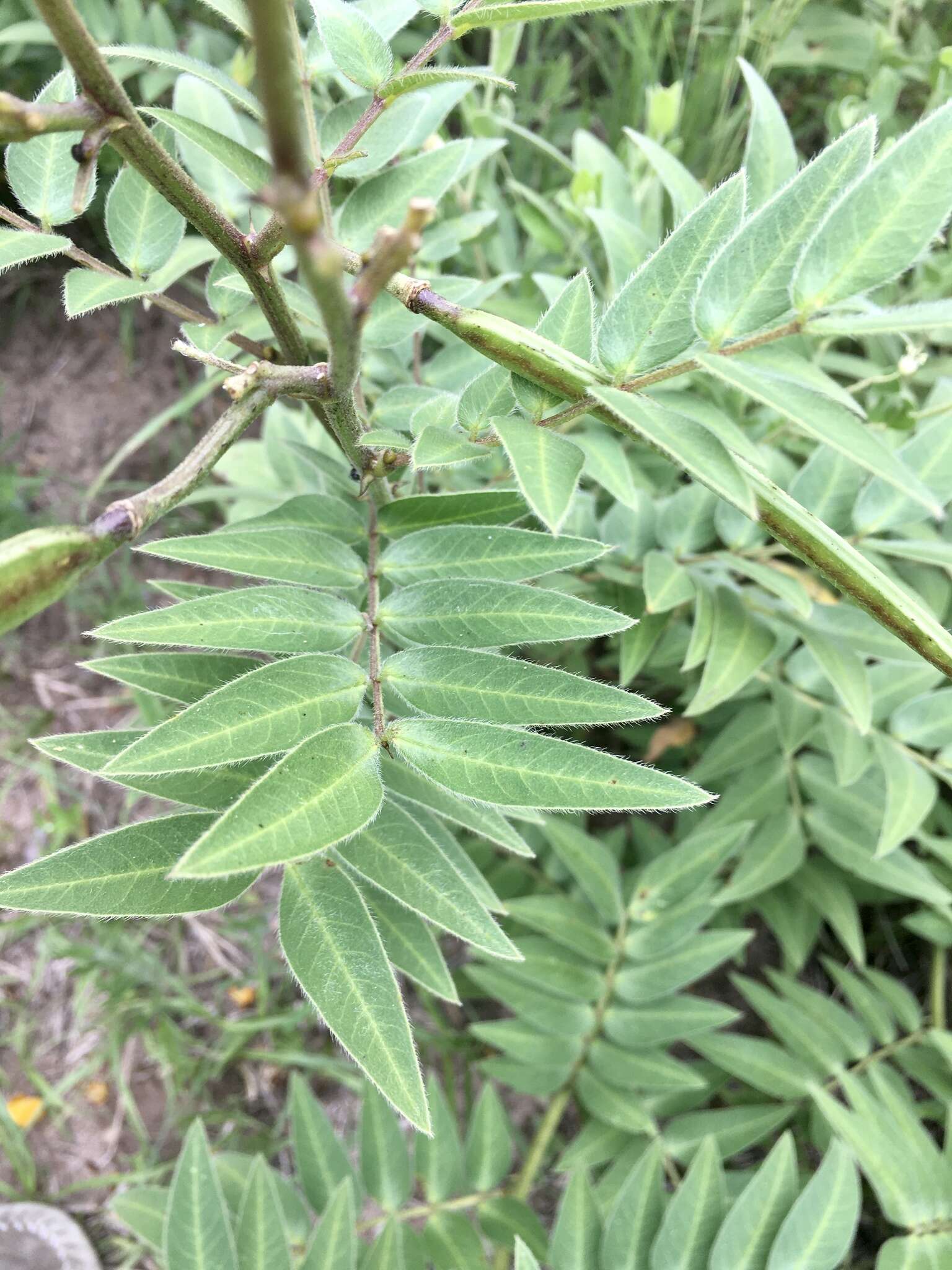 Senna scabriuscula (Vogel) H. S. Irwin & Barneby resmi