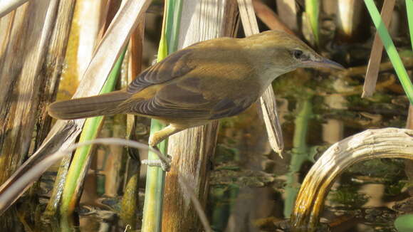 Image of Clamorous Reed Warbler