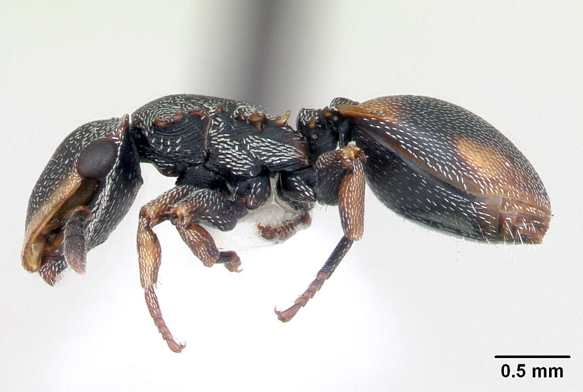 Cephalotes targionii (Emery 1894) resmi