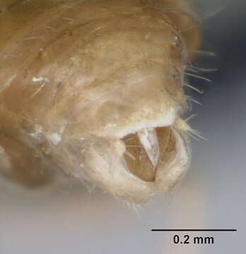 Image of Temnothorax nylanderi