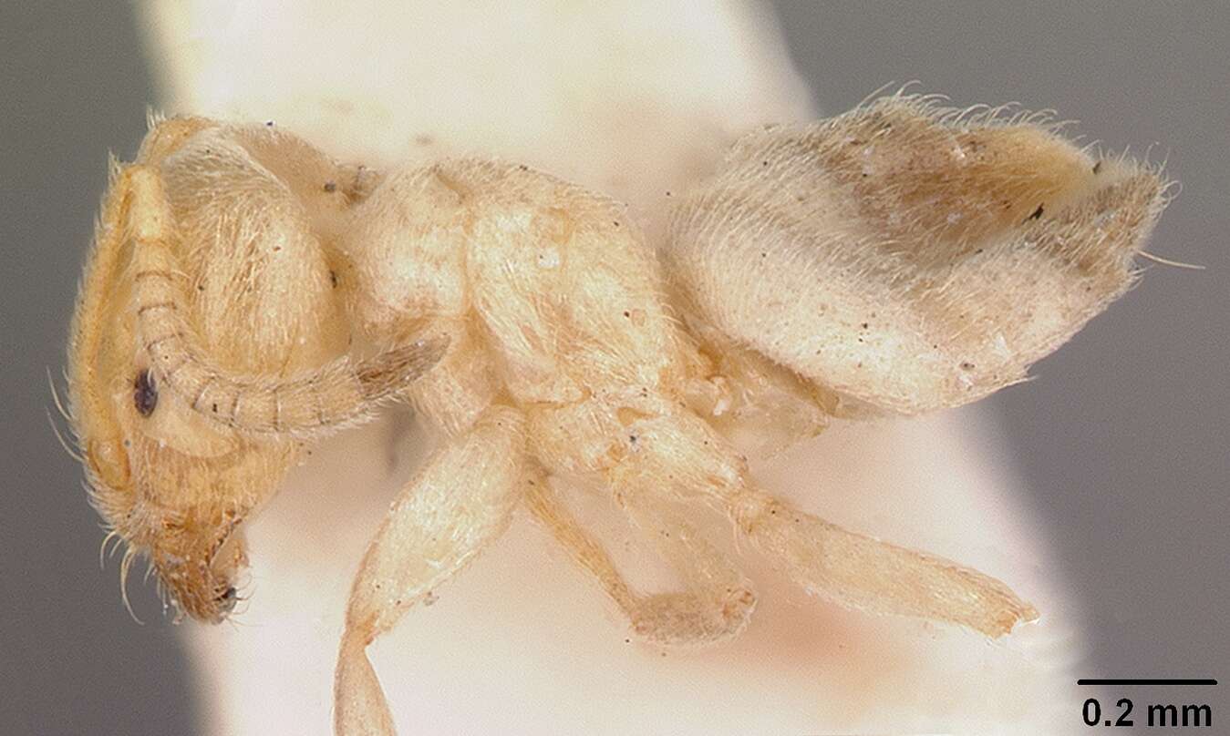 Image of Arnoldius flavus