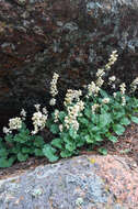 Image of Front Range alumroot