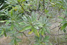 Image of Chatham Island Christmas tree