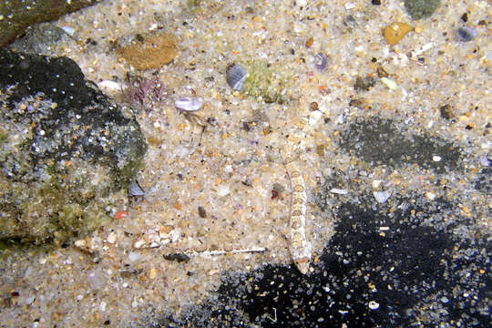 Image of Limnichthys