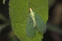 Image of Plesiochrysa