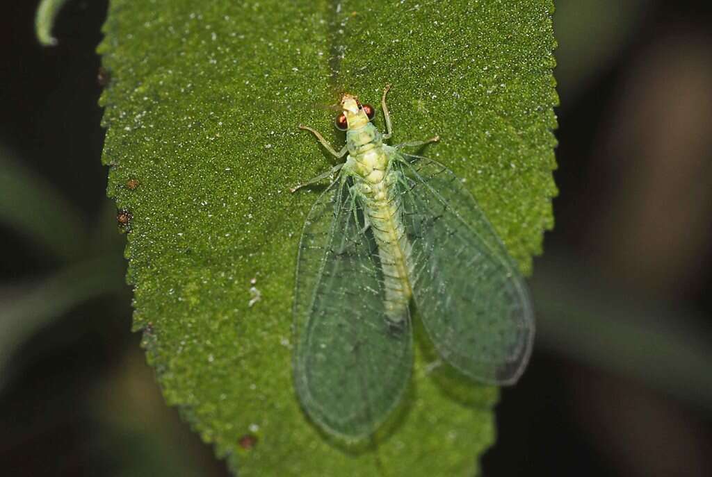 Image of Plesiochrysa