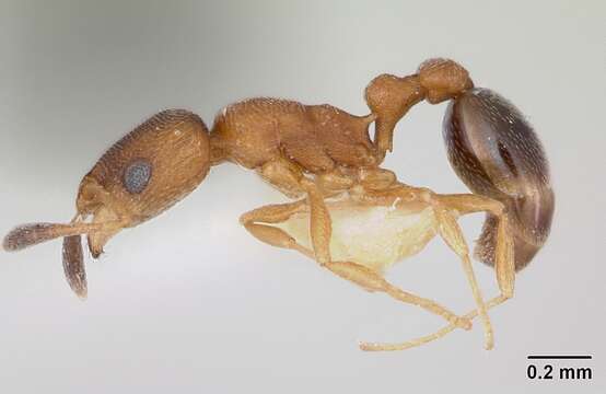 Image of Ant