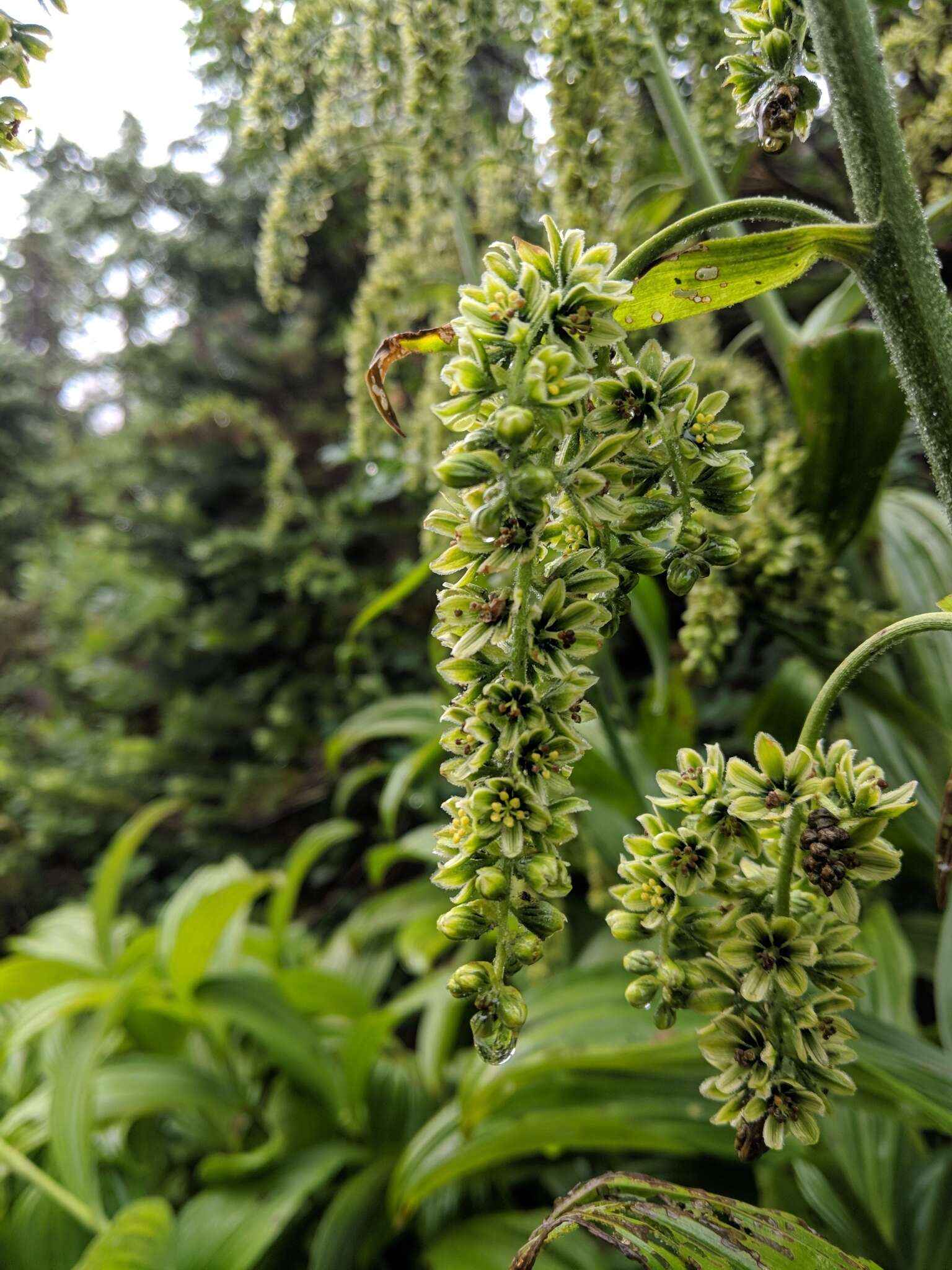 Image of False Green Hellebore