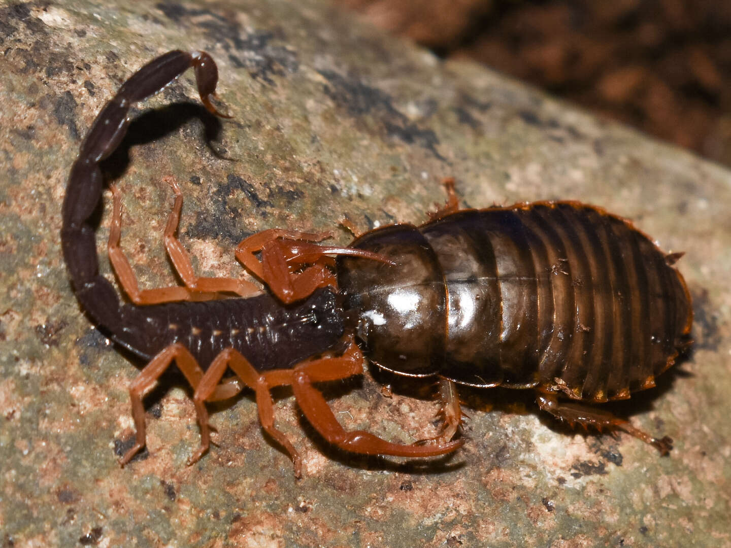 Image of Florida Bark Scorpion