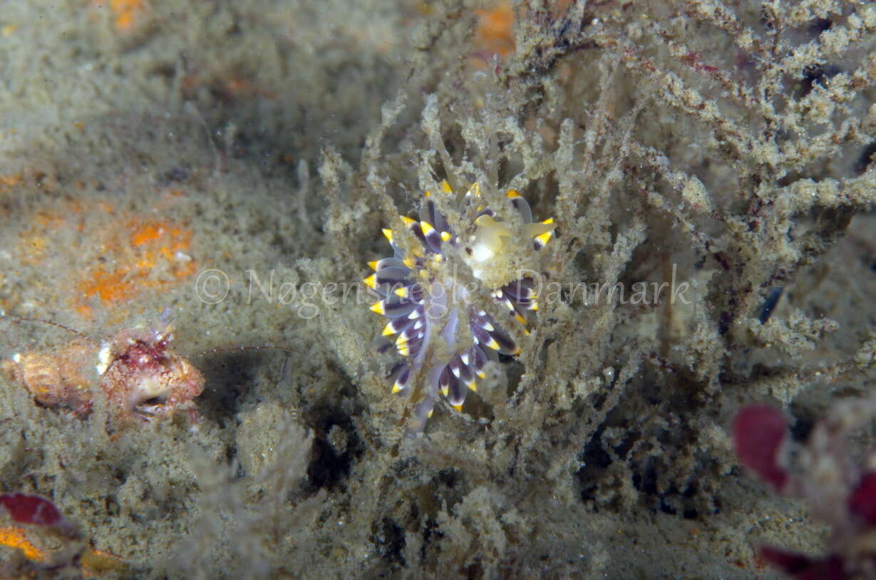 Image of painted balloon aeolis