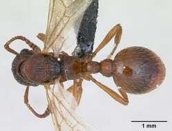 Image of European fire ant