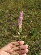 Castilleja rubra (Drob.) Rebr. resmi