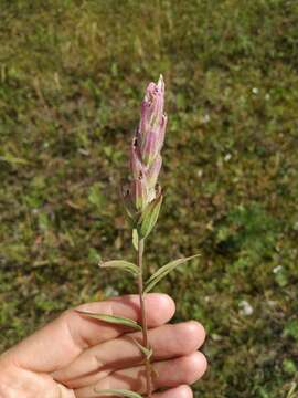 Image of Castilleja rubra (Drob.) Rebr.