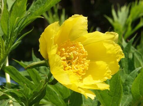 Слика од Paeonia delavayi subsp. ludlowii (Stern & G. Taylor) B. A. Shen