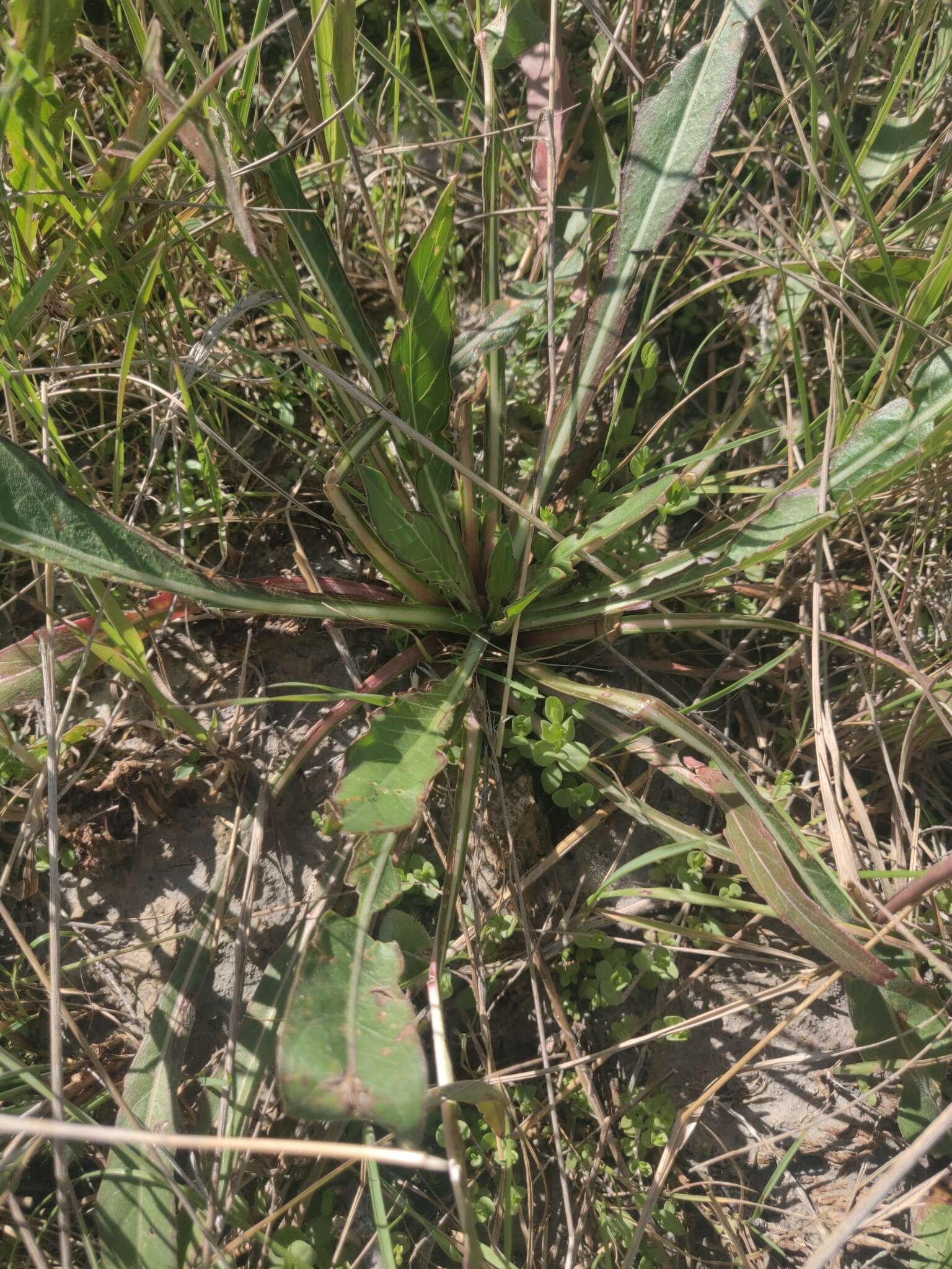 Oenothera coloradensis (Rydb.) W. L. Wagner & Hoch resmi