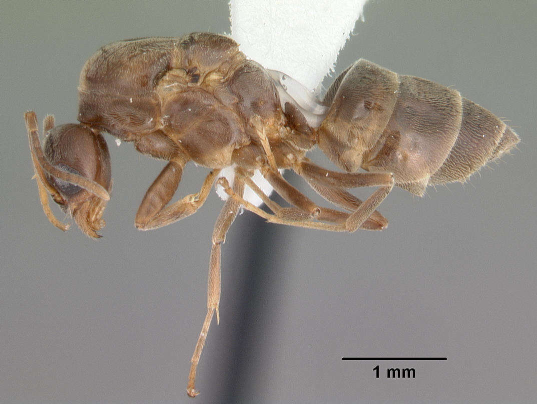 Image of Argentine Ant