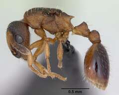 Imagem de Leptothorax muscorum (Nylander 1846)