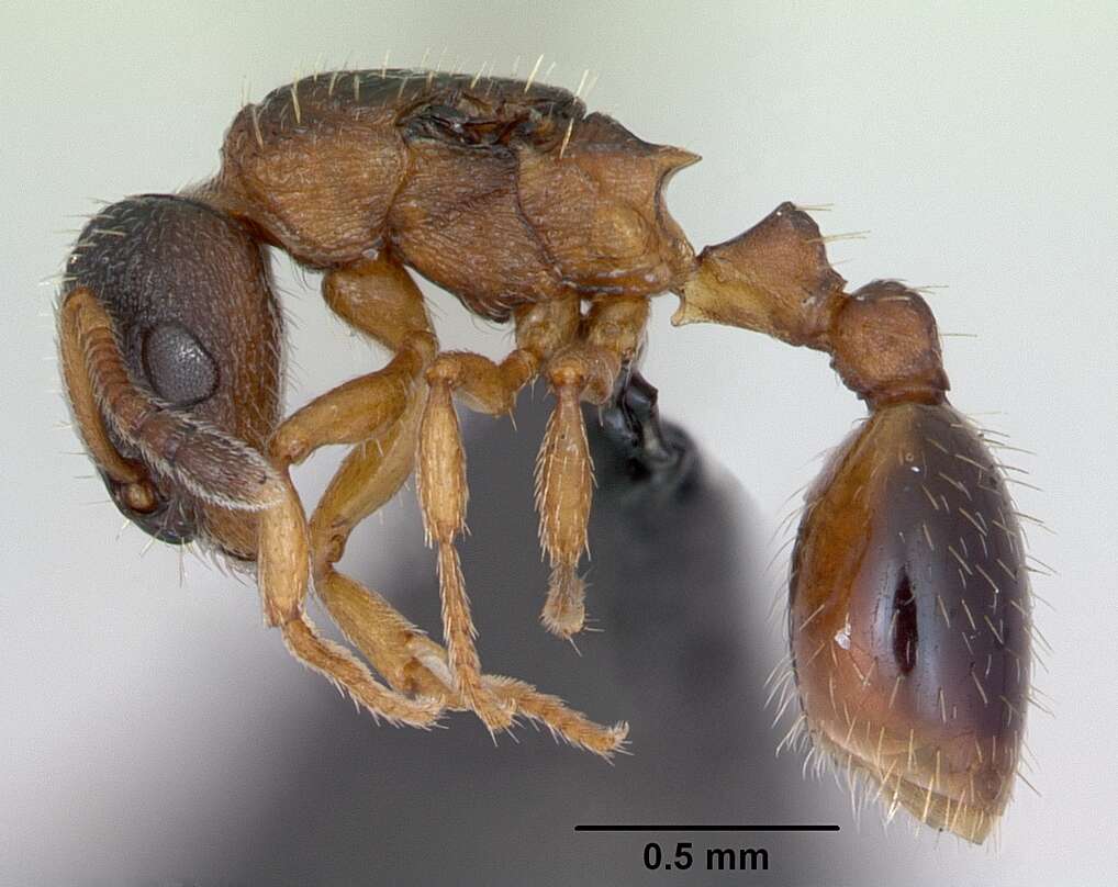 Imagem de Leptothorax muscorum (Nylander 1846)