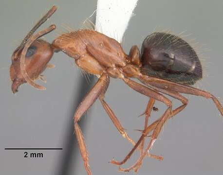 Image of Florida Carpenter Ant