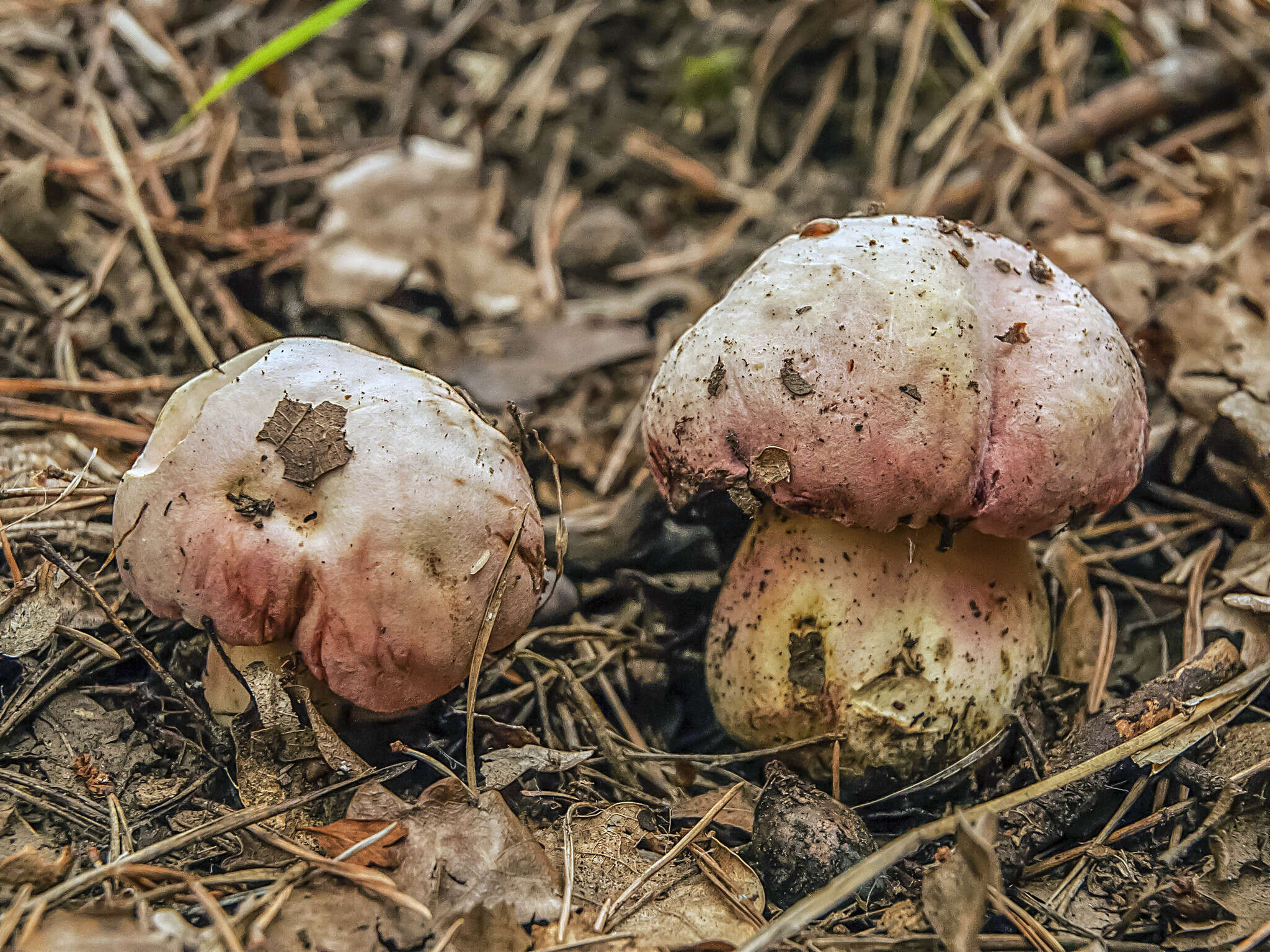 Image of wolf bolete