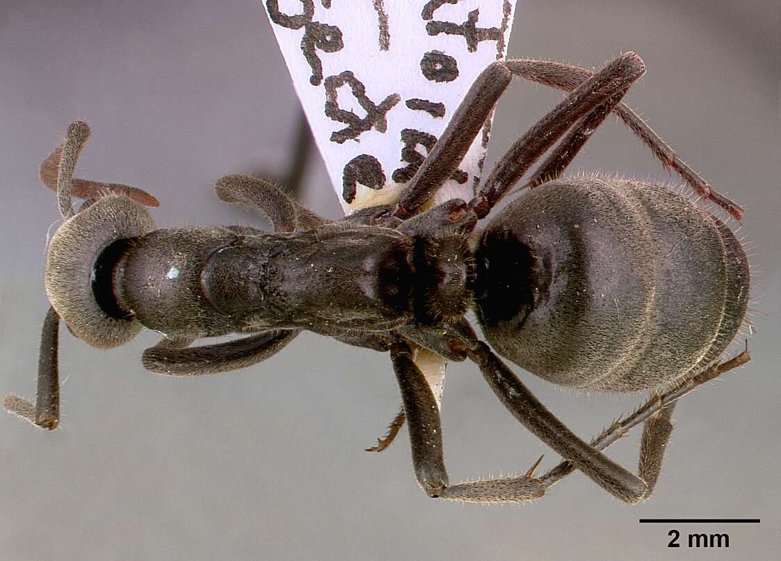 Image of Matabele ant