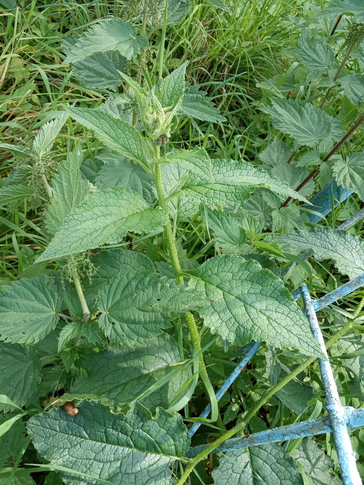 Image of prickly comfrey