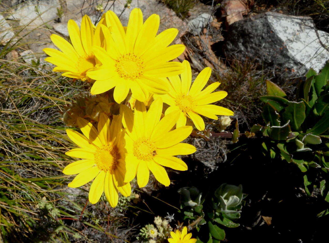 Image of Osteospermum junceum Thunb. ex Harv. & Sond.