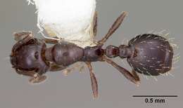 Image of Little Black Ant