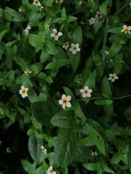 Image of Zinnia flavicoma (DC.) Olorode & A. M. Torres