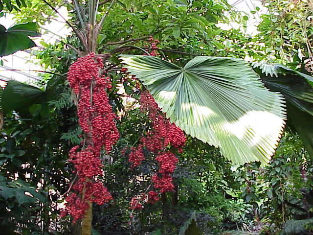 Image of Vanuatu fan palm