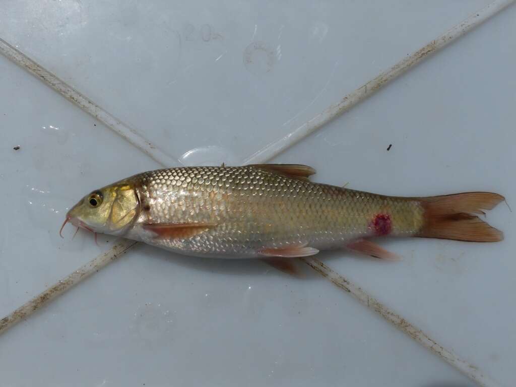 Image of Ebro Barbel