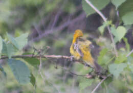 Image de Oriole à dos rayé