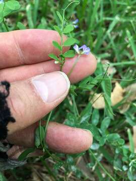 Image of Louisiana vetch