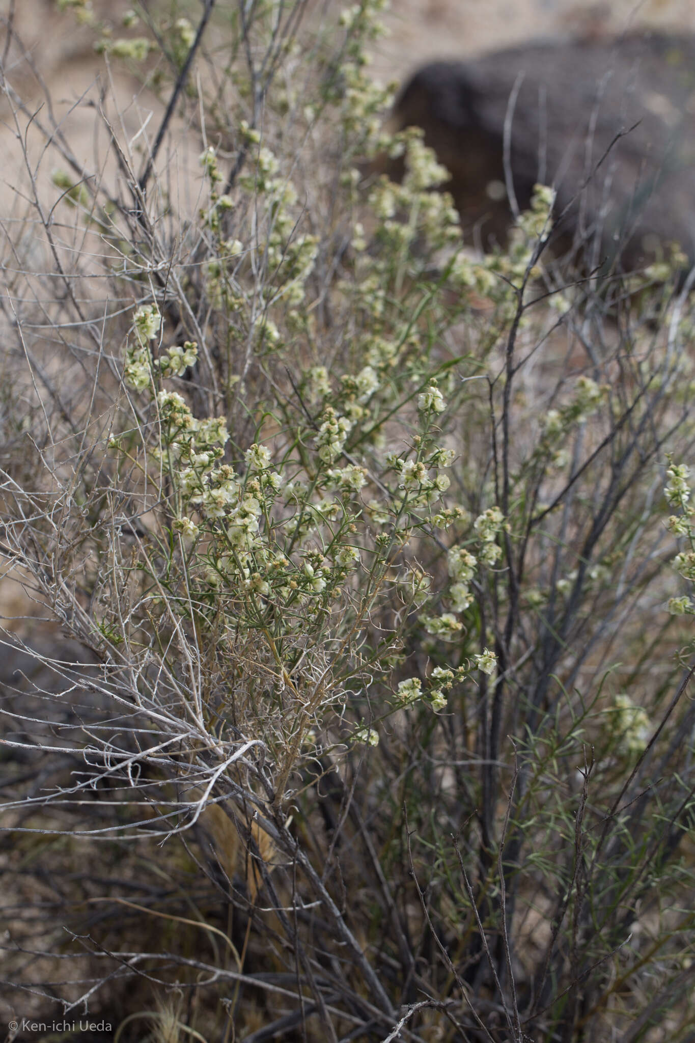 Image of burrobrush