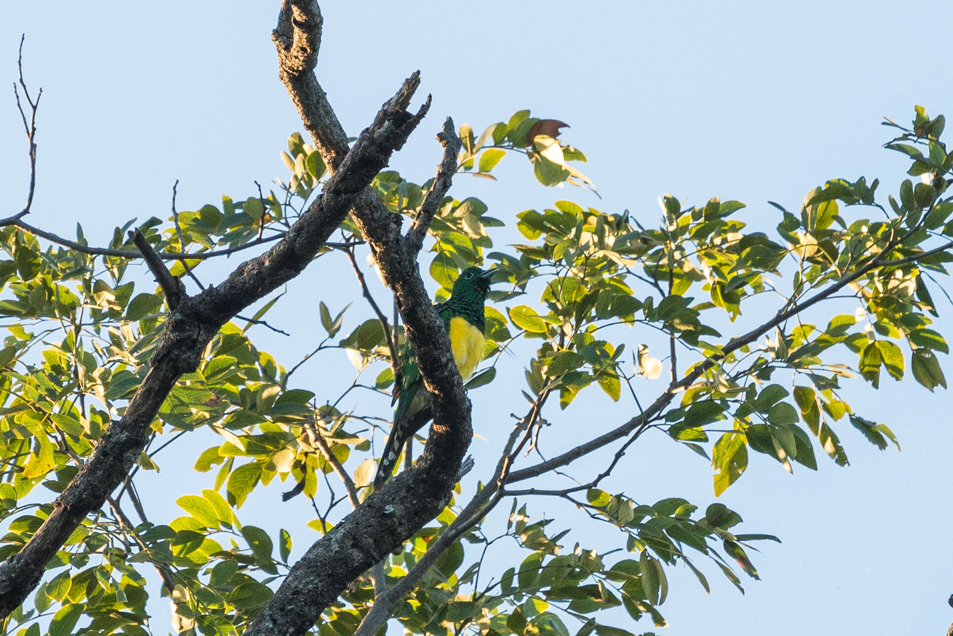 Image of African Emerald Cuckoo