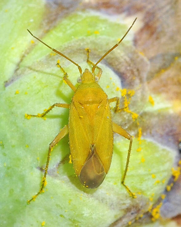 Слика од Megalocoleus bolivari (Reuter 1879)