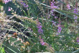 Imagem de Astragalus gracilis Nutt.