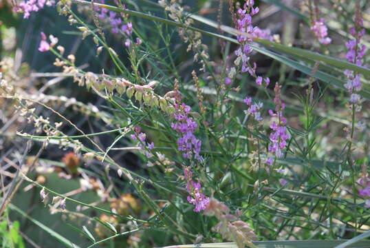 Sivun Astragalus gracilis Nutt. kuva