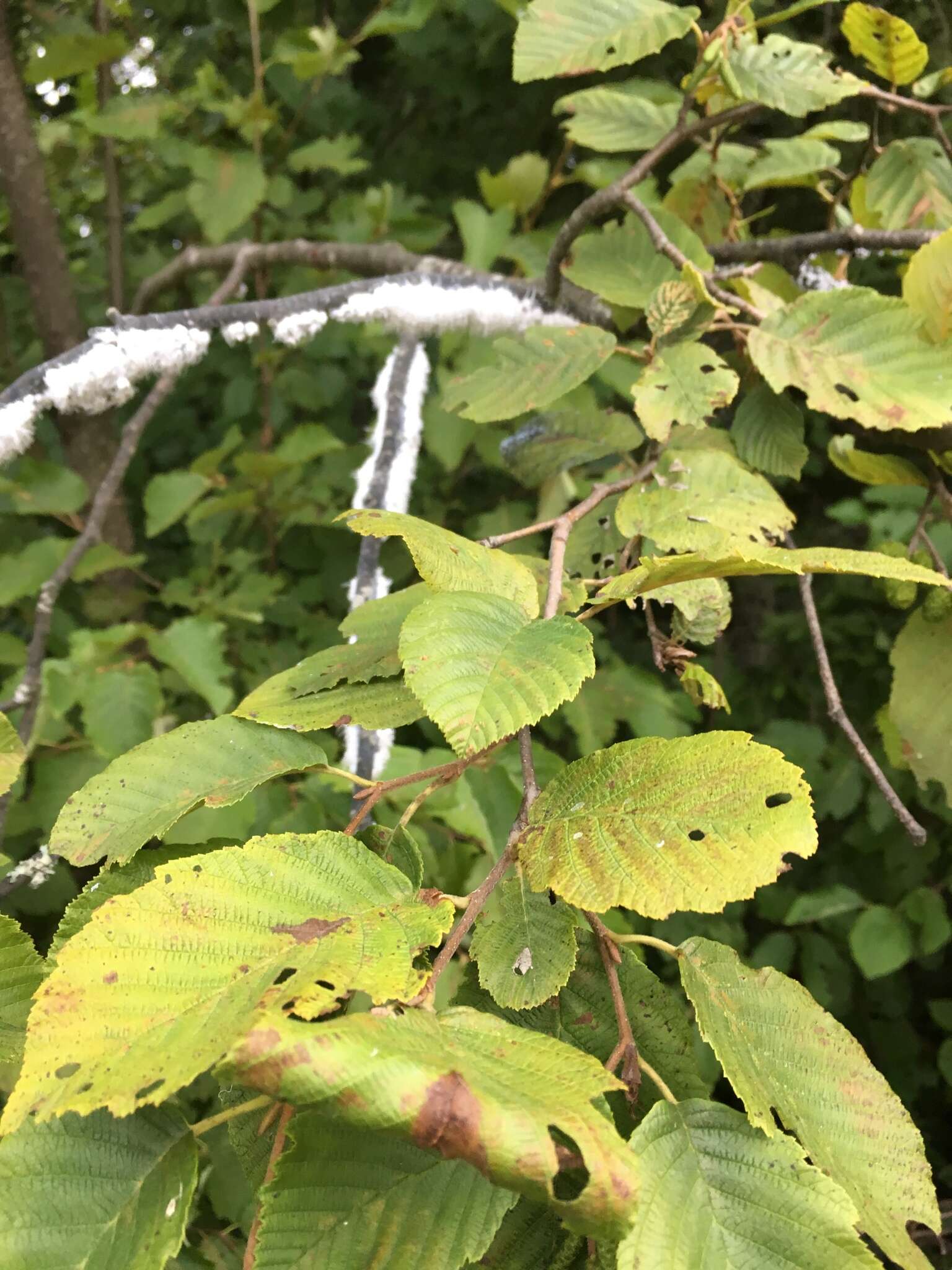 Image of Woolly Alder Aphid