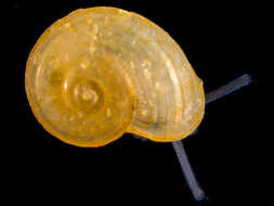 Image of Lodderia lodderae (Petterd 1884)