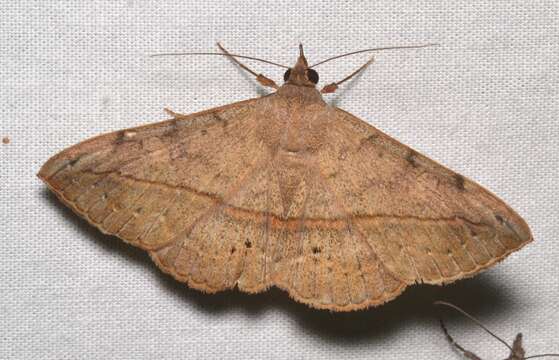 Image of Velvetbean Caterpillar Moth