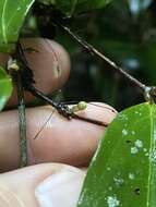 Rhodamnia sessiliflora Benth. resmi