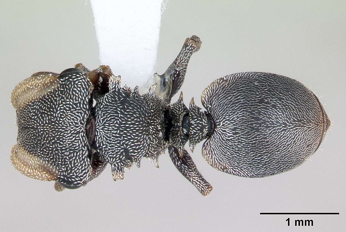 Cephalotes depressus (Klug 1824) resmi