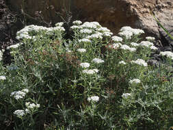 صورة Achillea cretica L.