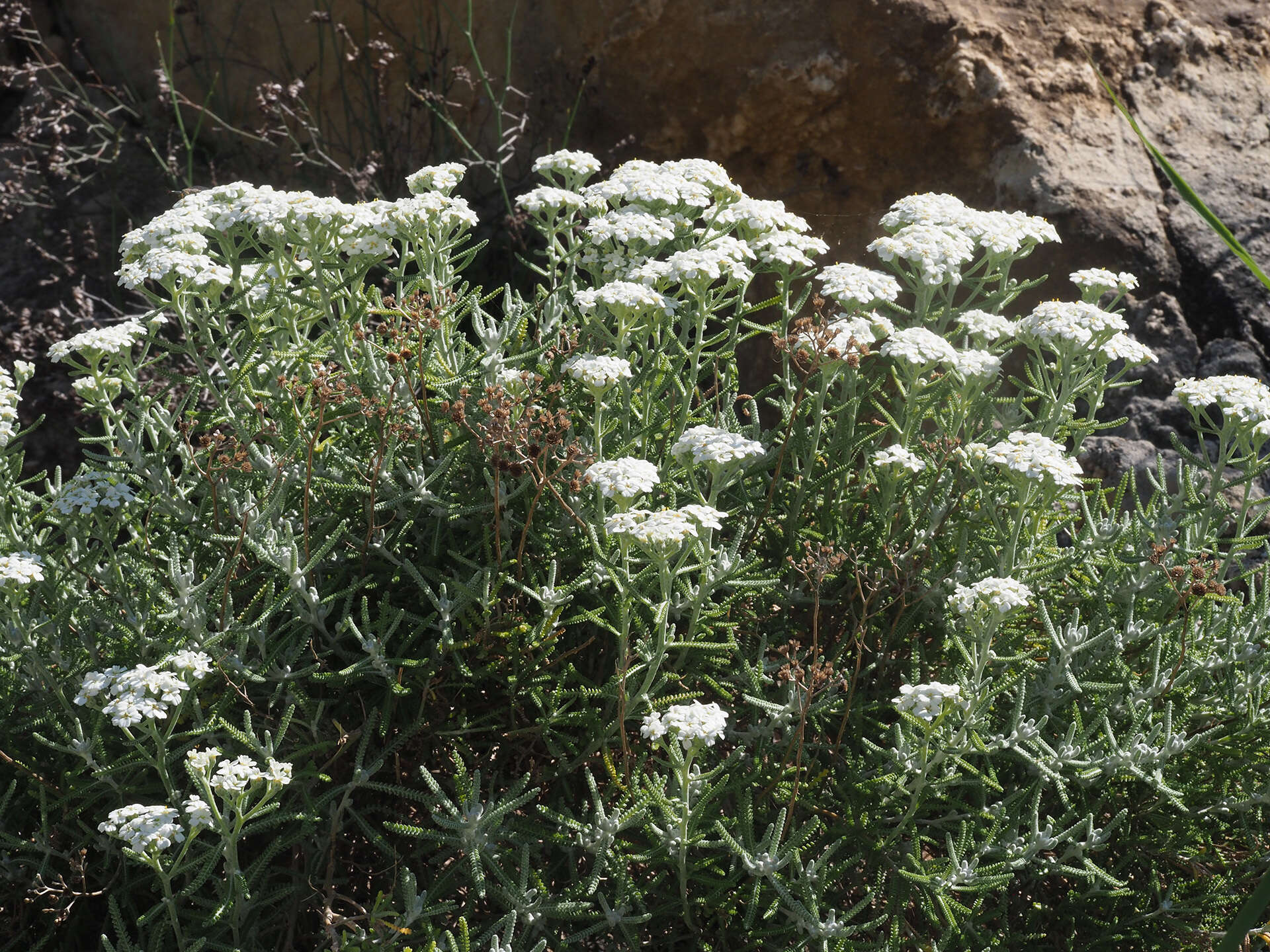 Achillea cretica L.的圖片