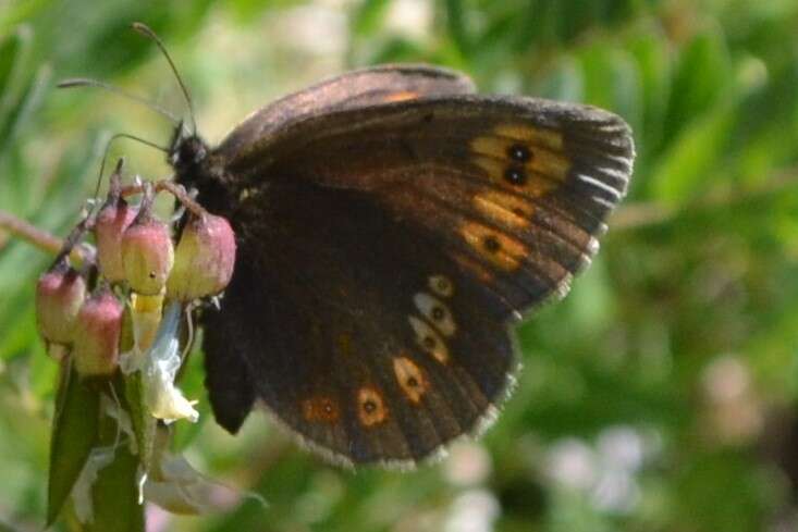 Image of Almond-eyed Ringlet